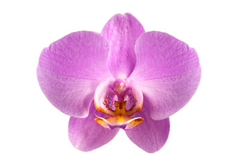 Naklejka na ściany i meble flower of a beautiful orchid on a white background