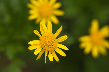 Obraz premium top view of flowers