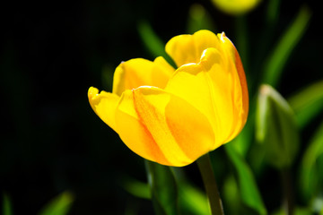 Yellow tulips on flowerbed in garden