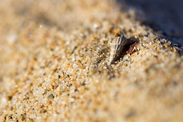Nice little shells on golden sand in sea beach. Close up macro photo background.