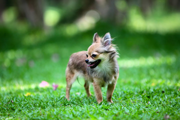 Long hair Chihuahua standing on the green meadow