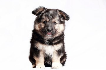 Веселый и красивый щенок изолирован на белом фоне. Студийный портрет