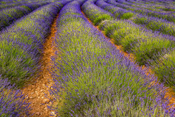 Fototapeta na wymiar Flowering lavender fields