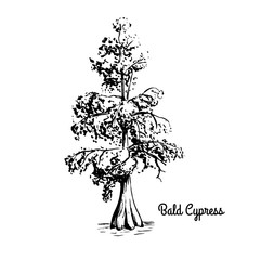 Fototapeta premium Vector sketch illustration of Bald Cypress. Black silhouette of Swamp cypress isolated on white background. Coniferous state tree of Louisiana. Symbol of southern swamps