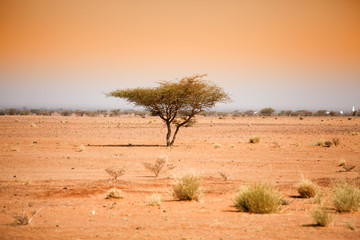 Obraz na płótnie Canvas tree in the desert