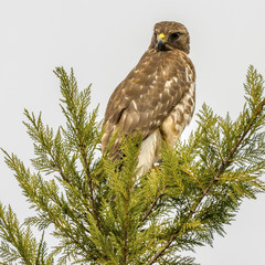 Red-shouldered Hawk in a tree