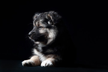 Портрет красивого щенка на черном фоне. Студийный портрет