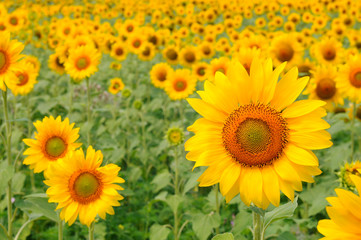 Obraz premium Fields with blooming sunflower