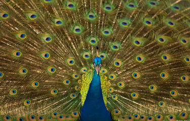 Obraz premium Charging Peacock