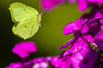 The butterfly flies to the flower