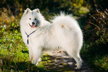 White Samoyed Dog Outdoor in Summer Park