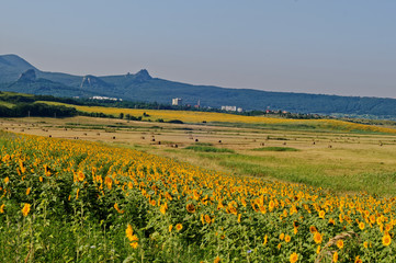 Fields with blooming sunflower