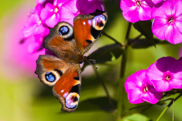 Butterfly on flower