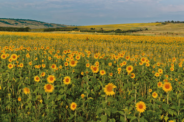 Fields with blooming sunflower