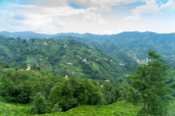 Fototapeta premium Tea Plantation Landscape, Rize, Turkey