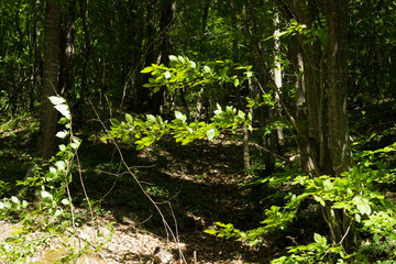 Beautiful green forest, summer nature  