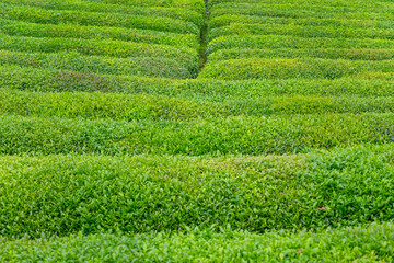 Tea Plantation Landscape, Rize, Turkey