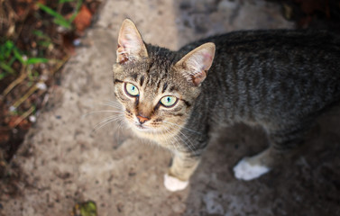 Grey striped outdoor kitten