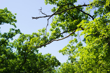 Obraz premium Beautiful green forest, summer nature 