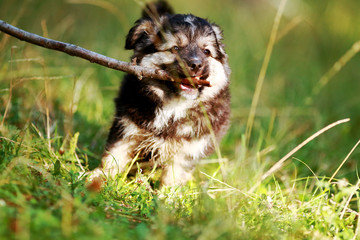 Щенок держит палку в зубах сидя на траве. Игра в парке