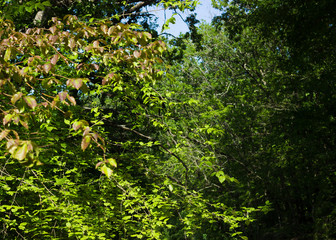 Beautiful green forest, summer nature  