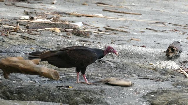 Vulture at the beach eating from a death fish in Montezuma Costa Rica