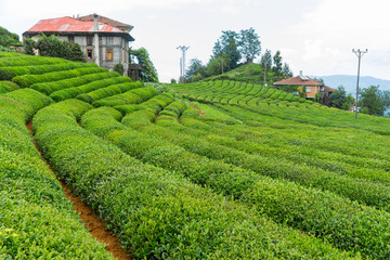 Paysage de plantation de thé, Rize, Turquie