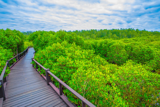 Forest, Season, Springtime, Summer, Thailand