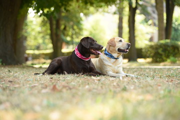 Two labradors in the park