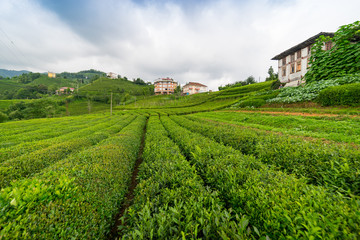 Fototapeta na wymiar Tea Plantation Landscape, Rize, Turkey