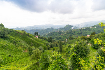 Tea Plantation Landscape, Rize, Turkey