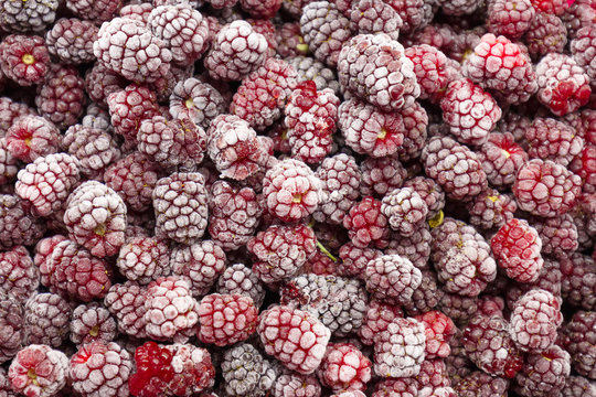 Frozen Boysenberry closeup, frosted
