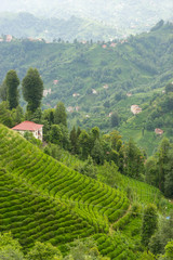 Fototapeta na wymiar Tea Plantation Landscape, Rize, Turkey