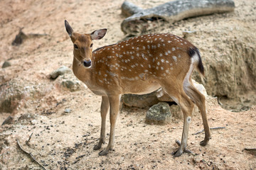 Naklejka na ściany i meble Brown deer, Sika female walking on the ground.