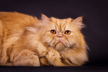Orange persian cat