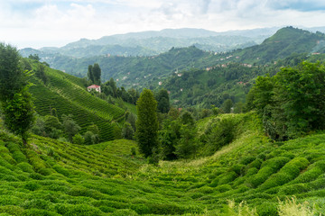 Tea Plantation Landscape, Rize, Turkey