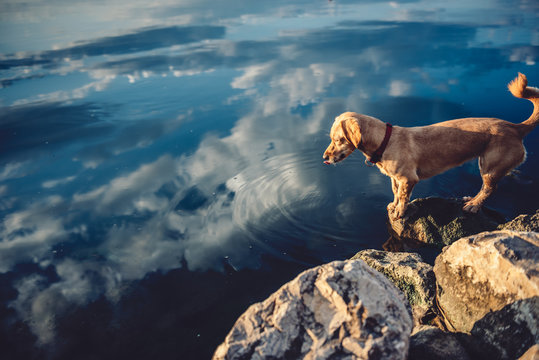 Dog standing by the water