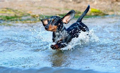 Dachshund swims in the lake, jumps over the water with a spray © liliya kulianionak