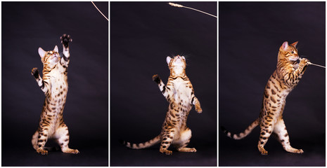 Bengal cat in action - obrazy, fototapety, plakaty