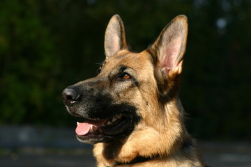 Deutscher Schäferhund