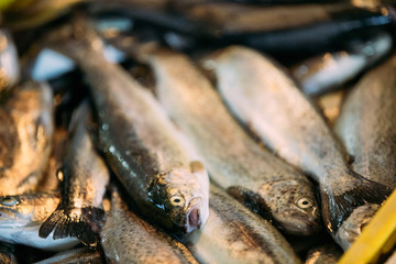 Fresh Fish On Display On Ice On Market Store Shop. Seafood Fish 
