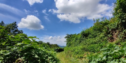 a path through a garden