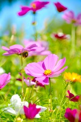 Grußkarte - bunte Blumenwiese - Sommerblumen
