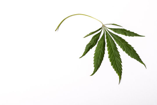 A dried cannabis leaf on a white background.