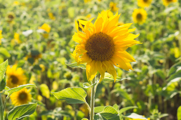 Sunflower field in sunset light. Autumn background.