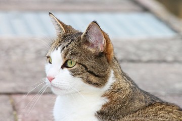 Hauskatze mit aufmerksamen Blick