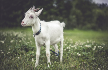 Obraz na płótnie Canvas Goat Standing