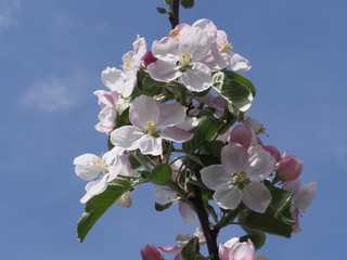 branch with pink and white apple tree blossoms with sky in the background