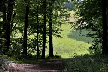 Waldweg mit sonniger Lichtung