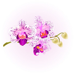 Orchid purple and white Phalaenopsis stem with flowers and  buds closeup  vintage  vector editable illustration hand draw